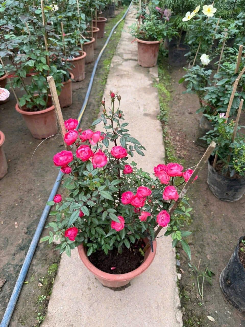 Ảnh thể hiện khả năng nở chùm đặc trưng của hoa hồng Trứng Đỏ, mỗi chùm dày hoa, rất bắt mắt