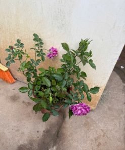 Ảnh cận cấu trúc cánh hoa giúp nhận rõ đặc điểm hoa lớn, cánh dày của giống Sheherazade.