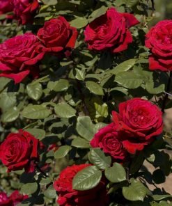 Bộ ảnh tổng hợp giúp nhận diện rõ đặc điểm giống hoa hồng Botero, hỗ trợ SEO hình ảnh hiệu quả.