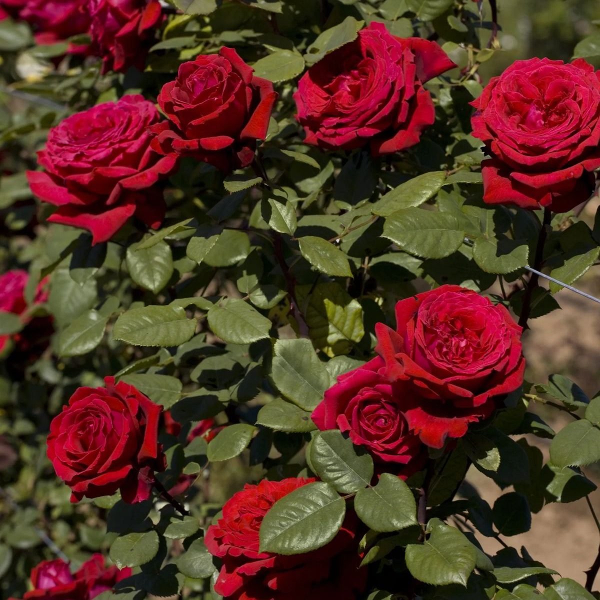 Bộ ảnh tổng hợp giúp nhận diện rõ đặc điểm giống hoa hồng Botero, hỗ trợ SEO hình ảnh hiệu quả.