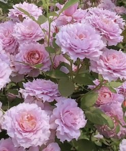 Hình ảnh nụ hoa Huanzi trước khi nở, thể hiện khả năng cho nhiều bông trên cùng một cành.