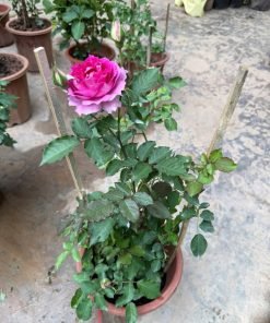 Hình ảnh thể hiện màu hoa Sheherazade đặc trưng, tông hồng tím pha mận rất sang và lạ.