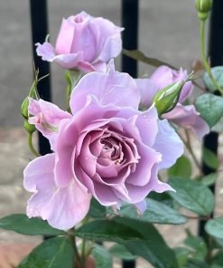 Ảnh thể hiện đặc trưng nở chùm của hoa hồng Huanzi, tạo cụm hoa đầy đặn và mềm mại.