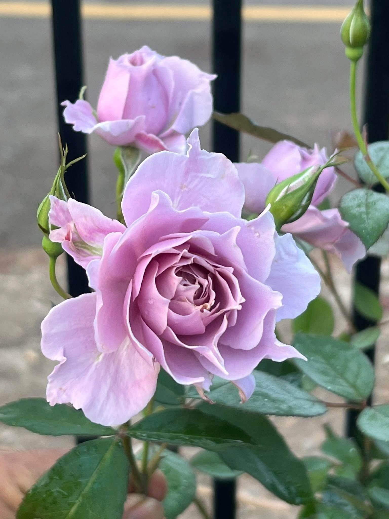 Ảnh thể hiện đặc trưng nở chùm của hoa hồng Huanzi, tạo cụm hoa đầy đặn và mềm mại.