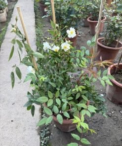 Ứng dụng trồng cảnh của Darlow’s Enigma.