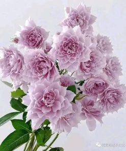 Hình ảnh tổng thể giống hoa hồng Huanzi với tán cây gọn gàng, phân cành tốt và khả năng ra hoa chùm sai.