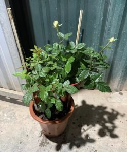 Hoa Brideside khi nở chuẩn, màu trắng ngà nhẹ nhàng.