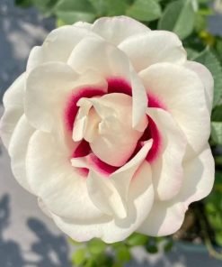 Hình ảnh tổng thể hoa hồng Brideside – giống hồng trắng thanh lịch, dễ trồng.