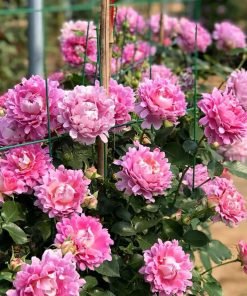 Cận cảnh cánh hoa Fancy Ruffle cho thấy form xoăn mềm hiếm gặp