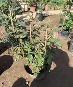 Đặc trưng nở chùm của hồng cổ Hoàng Vân Khôi với sắc vàng kem dịu.