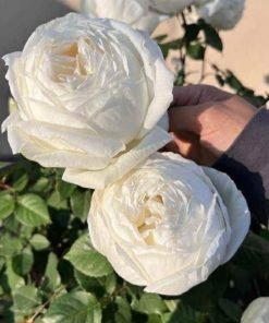 Hoa hồng Yves Wedding Road khi nở chuẩn, sắc trắng kem nhẹ nhàng và tinh tế.