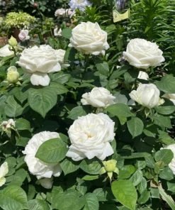 Hoa Yves Wedding Road khi nở hoàn chỉnh, sắc trắng kem dịu mắt, rất sang.