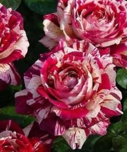 Hoa Hồng Julio Iglesias Rose – Hồng Ngoại Vằn Đỏ Trắng Nghệ Thuật, Hoa Thơm Đậm, Form Lớn Sang Trọng