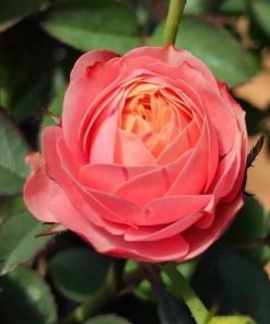 Hình ảnh tổng thể hoa hồng Moko Moko – giống hồng chùm Nhật Bản, cây khỏe, phù hợp trồng chậu và sân vườn.