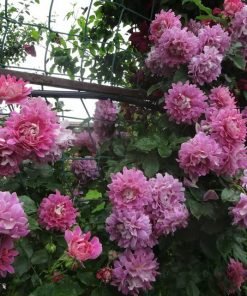 Hình ảnh lá và mầm non thể hiện sức sống ổn định của Fancy Ruffle