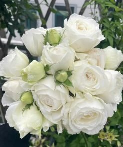 Bộ ảnh tổng hợp giúp nhận diện rõ đặc điểm giống Yves Wedding Road, hỗ trợ SEO hình ảnh hiệu quả.