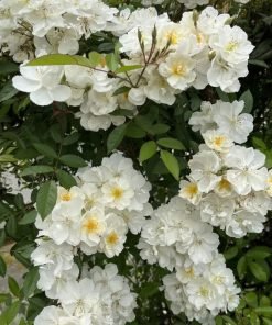 Hình ảnh tổng thể giống hồng cánh đơn Darlow’s Enigma nở chùm.