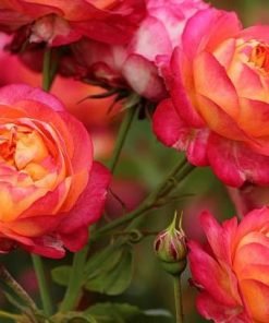 Cận cảnh bông hoa Moko Moko với đặc trưng màu hồng đỏ pha vàng kem, form gọn gàng.