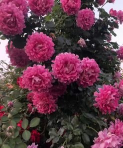 Hình ảnh tổng thể hoa hồng Fancy Ruffle – giống hồng form lạ cánh xoăn độc đáo.