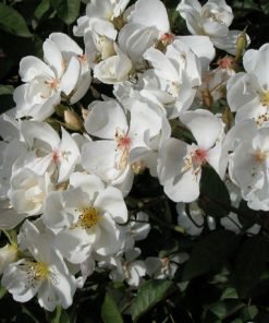 Form hoa giai đoạn đầu nở của Darlow’s Enigma.