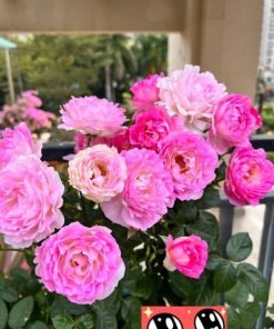 Form hoa giai đoạn đầu nở.