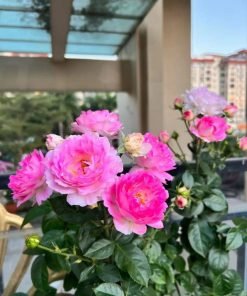 Cận cảnh bông hoa Sea Anemone.