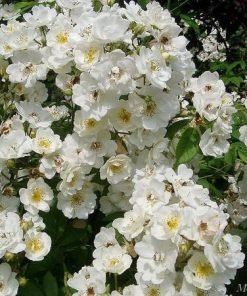 Cận cảnh bông hoa nhỏ xinh, form tự nhiên.