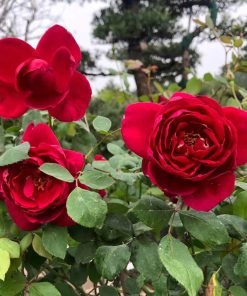 Hoa Hồng Nhung Cổ – Dòng Hồng Cổ Việt Nam Sắc Đỏ Nhung Trầm, Hoa Sai Bền, Càng Trồng Càng Đẹp