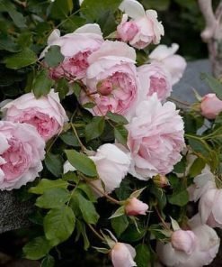 Cận cảnh bông hoa The Wedgwood.