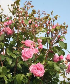 Ảnh minh họa khả năng nở chùm mạnh của Kiss Me Kate, cho nhiều bông trên một cành khi đạt tuổi trưởng thành.