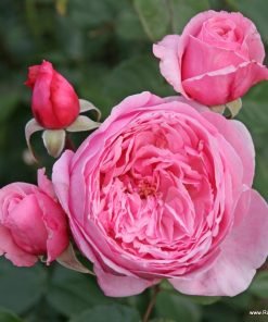 Ảnh tổng quan giống hồng Kiss Me Kate cho thấy tán cây, mầm và bông hoa màu hồng pastel đặc trưng.