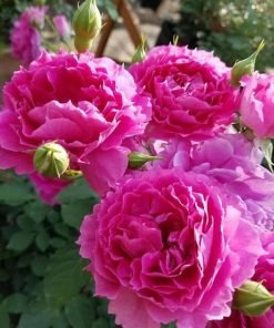 Cận cảnh bông hoa Sheherazade nở chuẩn form cổ điển với nhiều lớp cánh uốn cong mềm mại.