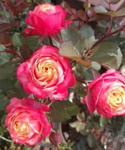 Hình ảnh hoa Moko Moko khi nở to, thể hiện rõ sự phối màu đặc trưng của giống.