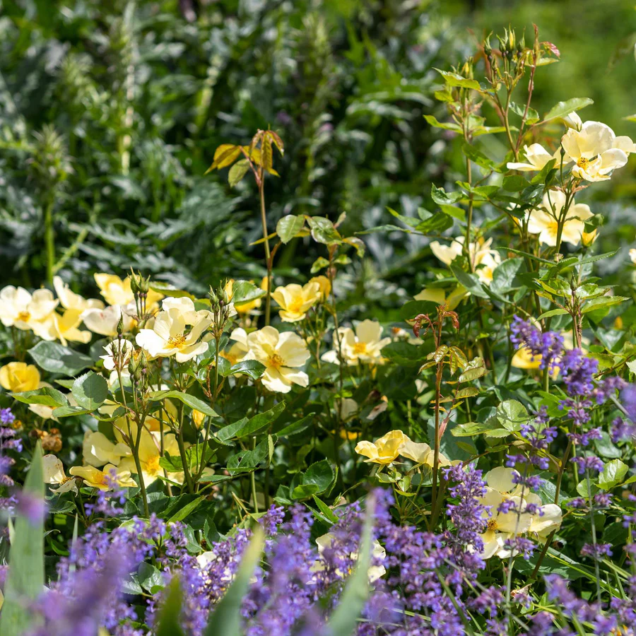 Hoa Hồng Tottering By Gently – Hồng Anh Cánh Đơn Nhụy Vàng, Hoa Sai Tự Nhiên, Vẻ Đẹp Nhẹ Nhàng & Rất Có Hồn - Ảnh 5