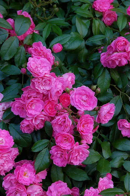 Hoa Hồng Otto Line Rose – Hồng Ngoại Duyên Dáng, Hoa Sai Chùm, Màu Hồng Ngọt Nhẹ Dễ Trồng - Ảnh 4