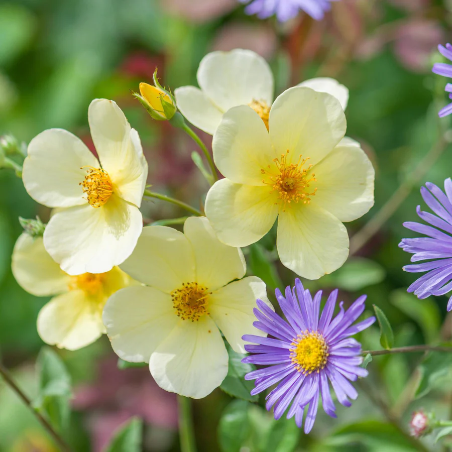 Hoa Hồng Tottering By Gently – Hồng Anh Cánh Đơn Nhụy Vàng, Hoa Sai Tự Nhiên, Vẻ Đẹp Nhẹ Nhàng & Rất Có Hồn - Ảnh 6
