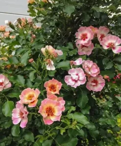 Hoa Hồng Bụi Eridu Babylon Hà Lan – Hồng Cánh Đơn Nhụy Vàng Rực, Hoa Sai Chùm, Vẻ Đẹp Tự Nhiên Hiện Đại