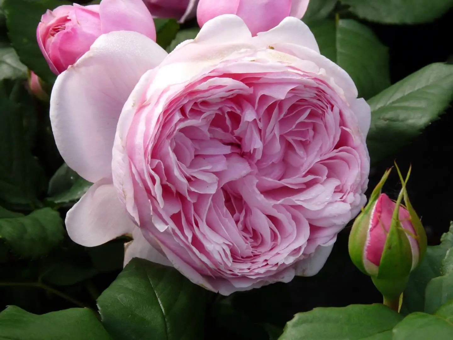 Hoa Hồng Gartentraume Rose – Hồng Ngoại Siêu Thơm, Siêu Khỏe, Hoa Sai Bền Bỉ Quanh Năm - Ảnh 3