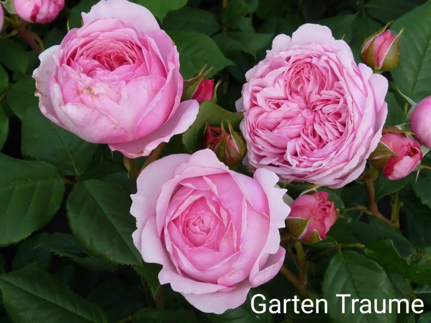 Hoa Hồng Gartentraume Rose – Hồng Ngoại Siêu Thơm, Siêu Khỏe, Hoa Sai Bền Bỉ Quanh Năm - Ảnh 9