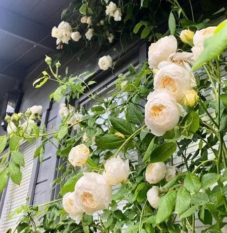 Hoa Hồng Leo Claire Austin Rose – Hồng Leo Trắng Kem Cổ Điển, Hương Trà Đậm, Dòng Hiếm Của David Austin - Ảnh 3