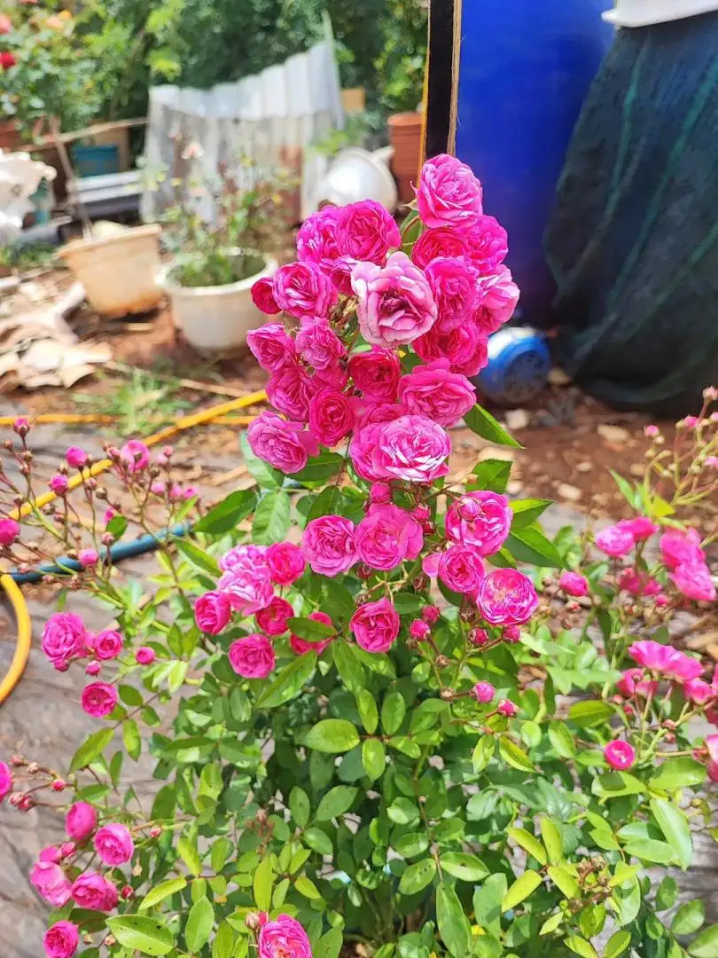 Hoa Hồng Otto Line Rose – Hồng Ngoại Duyên Dáng, Hoa Sai Chùm, Màu Hồng Ngọt Nhẹ Dễ Trồng - Ảnh 6