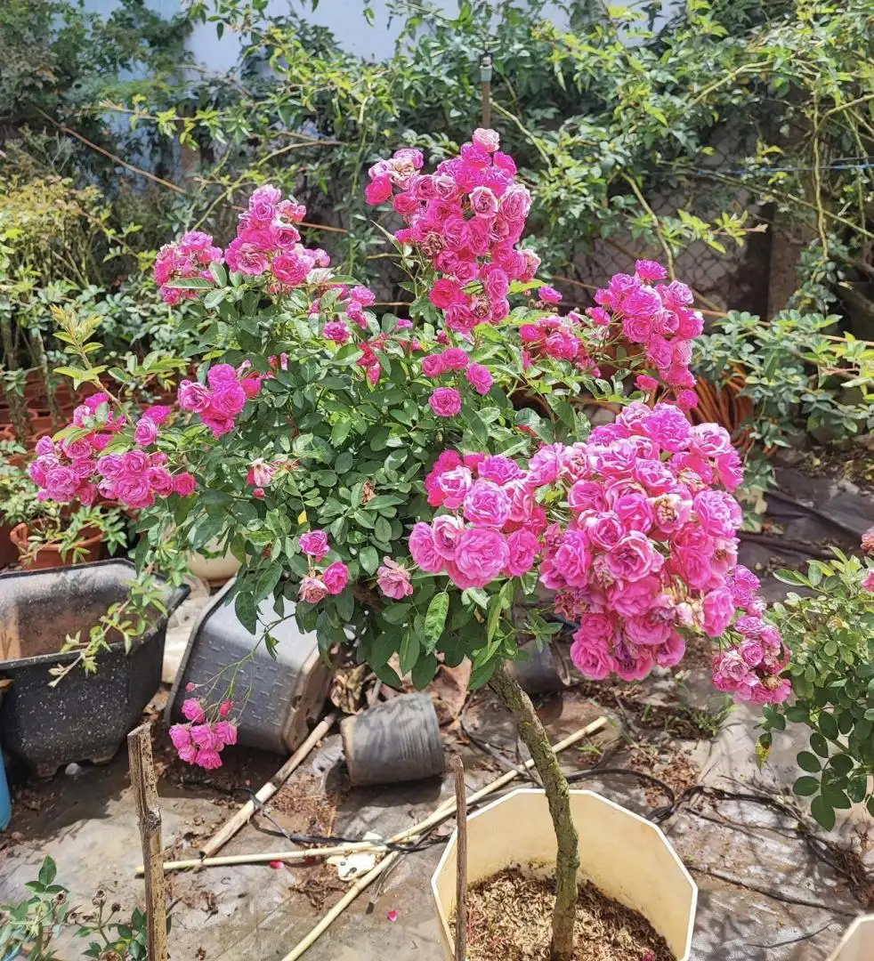 Hoa Hồng Otto Line Rose – Hồng Ngoại Duyên Dáng, Hoa Sai Chùm, Màu Hồng Ngọt Nhẹ Dễ Trồng - Ảnh 7