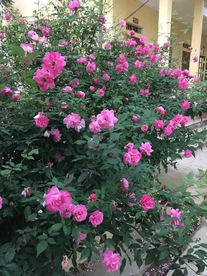 Hoa Hồng Quế Kép Cổ (Hoa Hường) – Hồng Cổ Việt Nam Thơm Nồng, Hoa Kép Dày, Gắn Liền Ký Ức Làng Quê - Ảnh 2