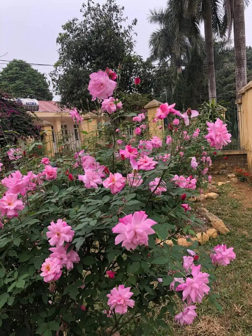 Hoa Hồng Quế Kép Cổ (Hoa Hường) – Hồng Cổ Việt Nam Thơm Nồng, Hoa Kép Dày, Gắn Liền Ký Ức Làng Quê - Ảnh 4