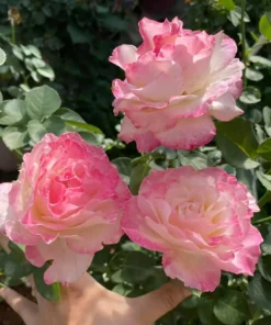 Hoa Hồng Seraphim Rose – Hồng Ngoại Thanh Khiết, Form Hoa Mềm Mại, Vẻ Đẹp Nhẹ Nhàng & Tinh Tế