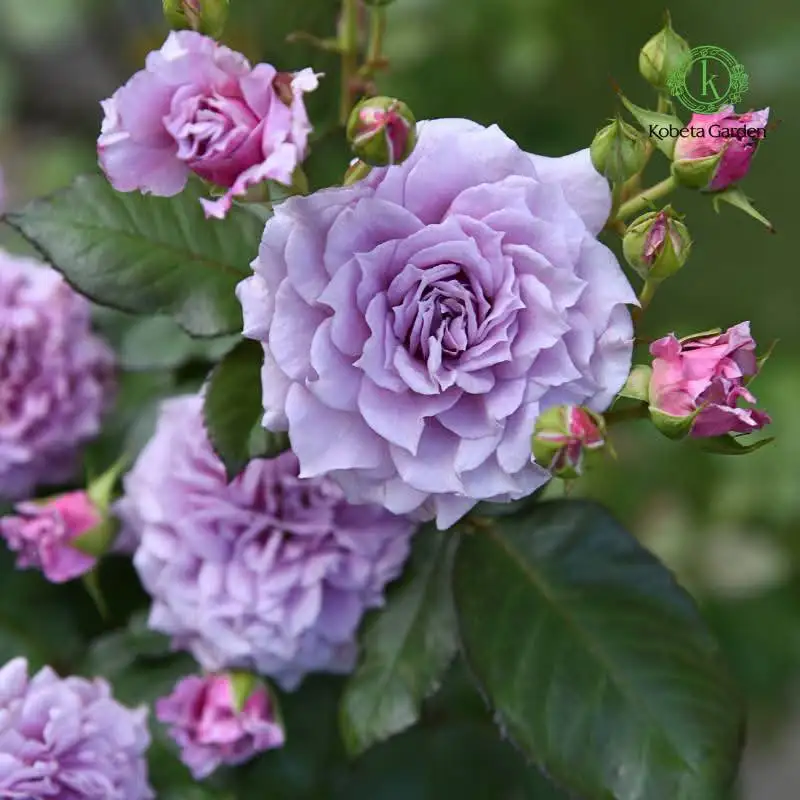 Hoa Hồng Blue Sky Rose – Sắc Xanh Tím Dịu Mát, Hoa Nở Chùm, Vẻ Đẹp Thanh Thoát Như Bầu Trời