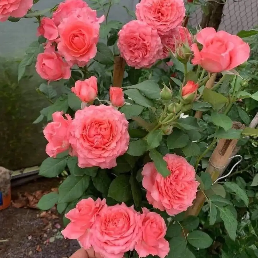 Hoa Hồng Ngoại Laurent Cabrol Rose – Hồng Pháp Nghệ Thuật, Sọc Màu Độc Bản, Vẻ Đẹp Cổ Điển & Cá Tính