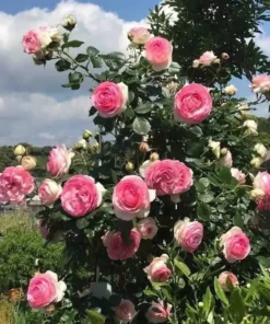 Hoa Hồng Leo First Lady Rose – Hồng Leo Hồng Phấn Sang Trọng, Hoa Sai Chùm, Vẻ Đẹp Thanh Lịch & Quý Phái