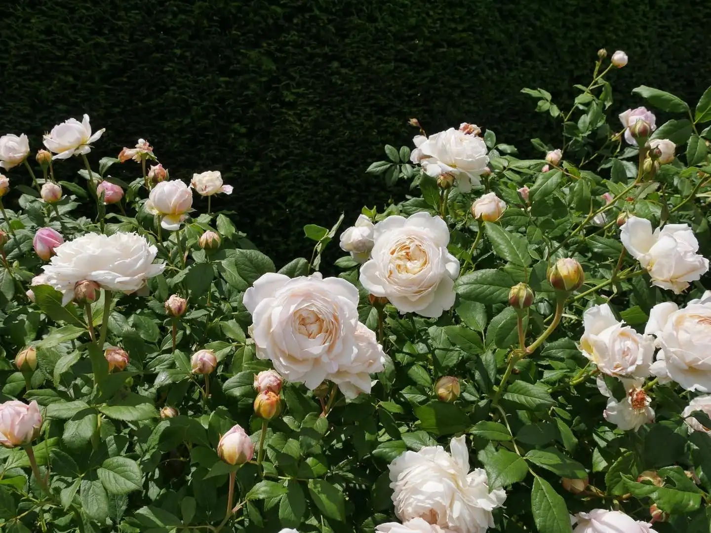 Hoa Hồng Leo Claire Austin Rose – Hồng Leo Trắng Kem Cổ Điển, Hương Trà Đậm, Dòng Hiếm Của David Austin - Ảnh 4