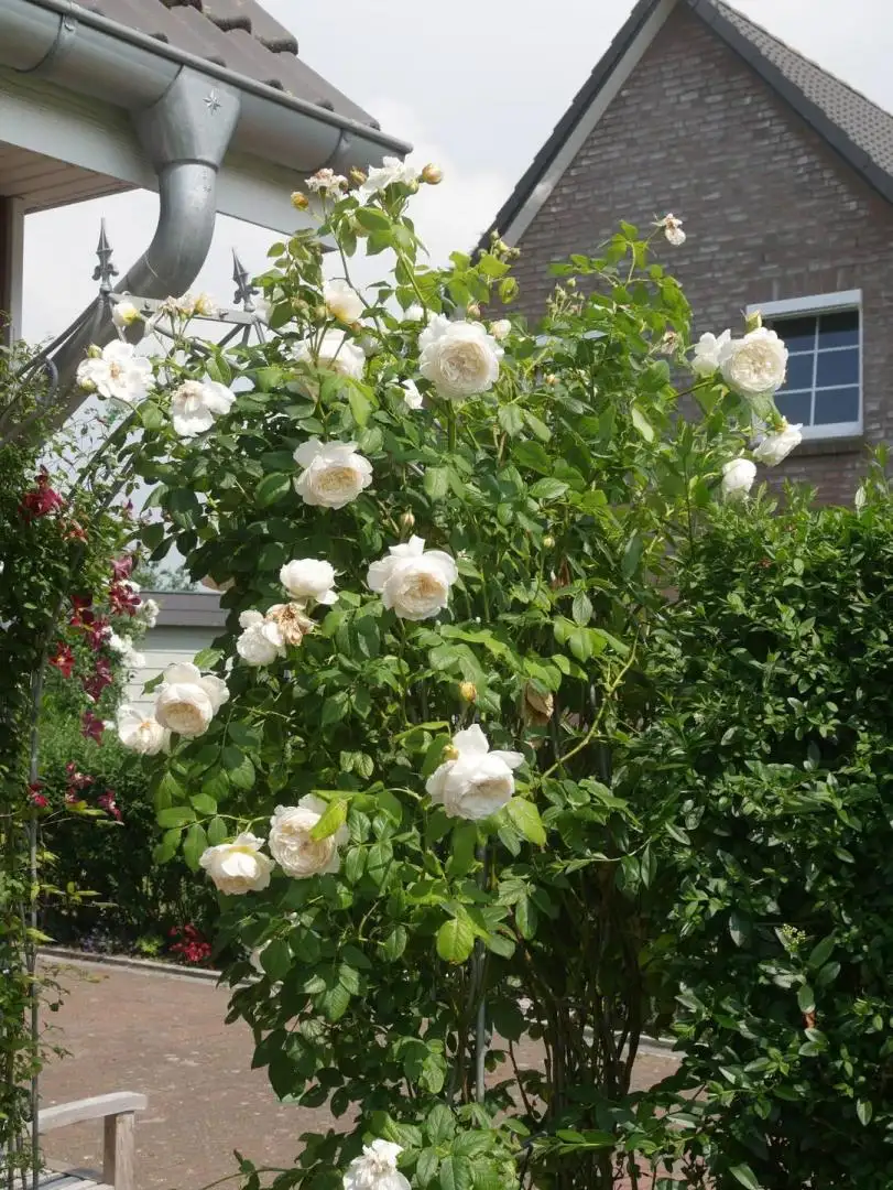 Hoa Hồng Leo Claire Austin Rose – Hồng Leo Trắng Kem Cổ Điển, Hương Trà Đậm, Dòng Hiếm Của David Austin - Ảnh 5